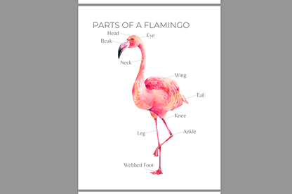 All About Flamingos Study Unit