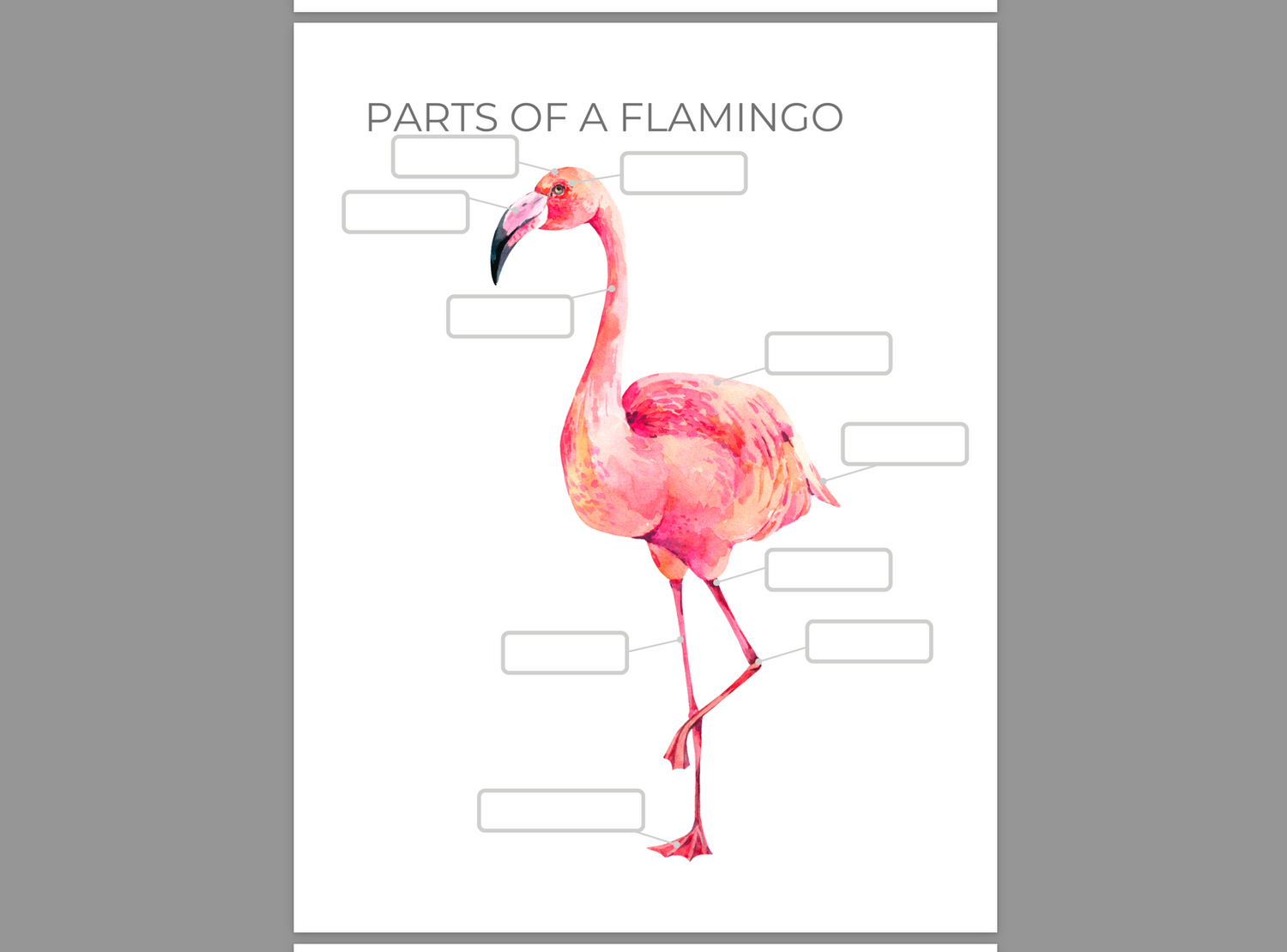 All About Flamingos Study Unit