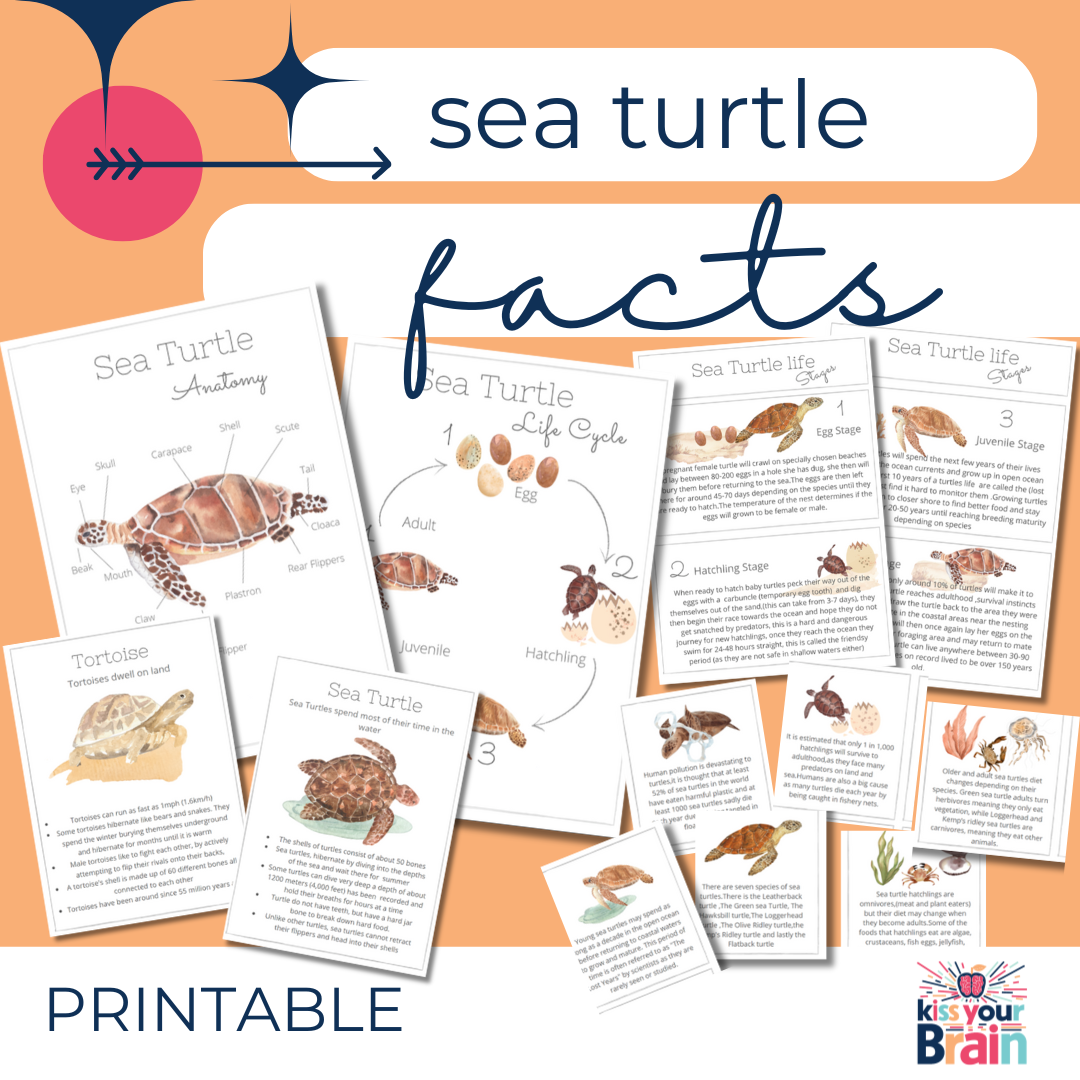 Sea Turtles Fact Sheets